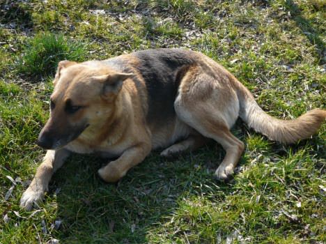 Suczka szuka właściciela lub nowego domu