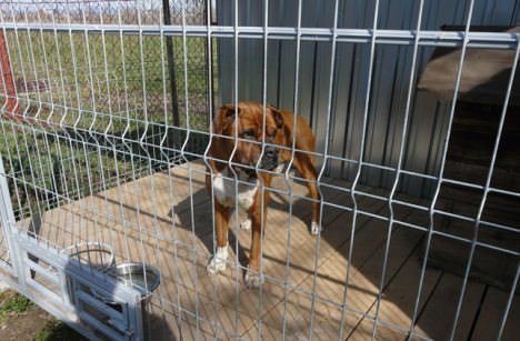 Bokser szuka właściciela lub nowego domu