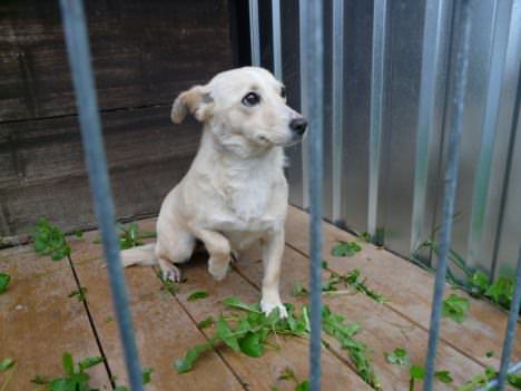 Zleziono psa w miejscowości Poraj