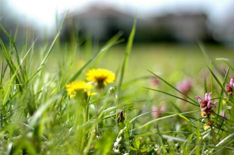Zbiórka odpadów zielonych