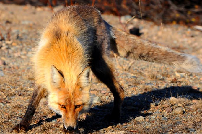 Jesienna akcja szczepienia lisów wolno żyjących