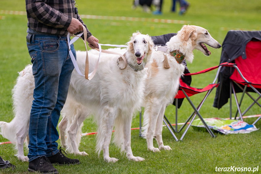 XXXII Podkarpacka Wystawa Psów Rasowych