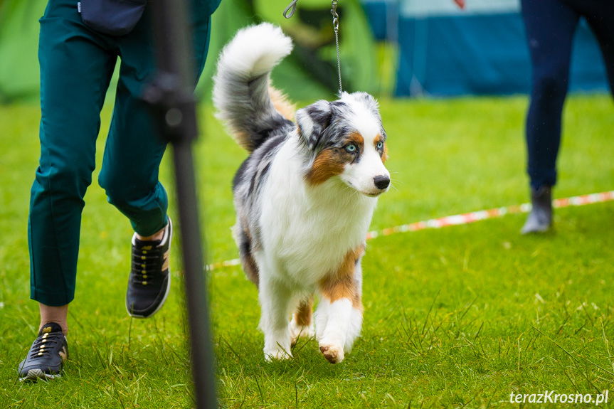 XXXIV Podkarpacka Wystawa Psów Rasowych [ZDJĘCIA]