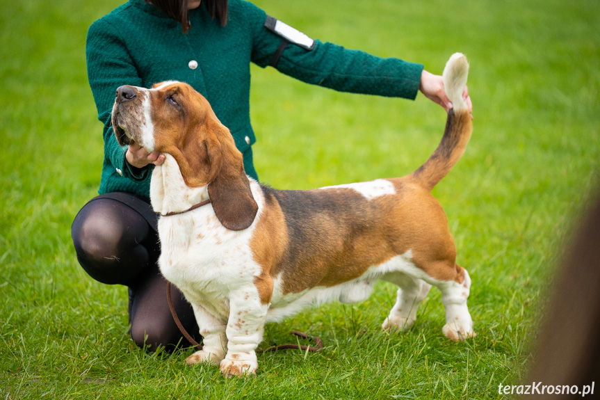 XXXIV Podkarpacka Wystawa Psów Rasowych w Krośnie
