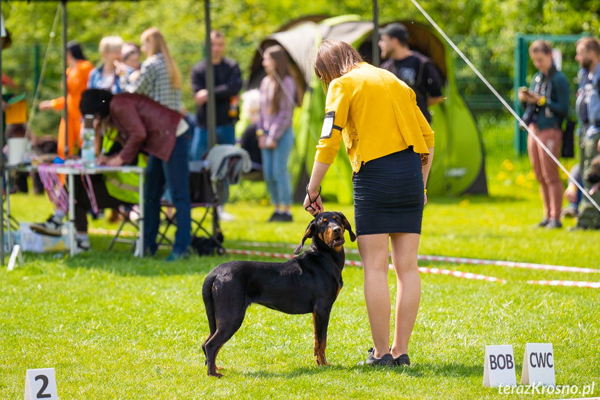 XXXIII Podkarpacka Wystawa Psów Rasowych w Krośnie