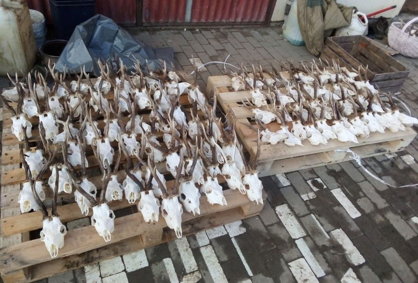 Kłusownik w rękach policji