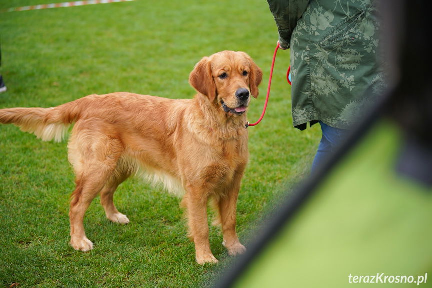 II Podkarpacka Wystawa Psów Myśliwskich w Krośnie [ZDJĘCIA]