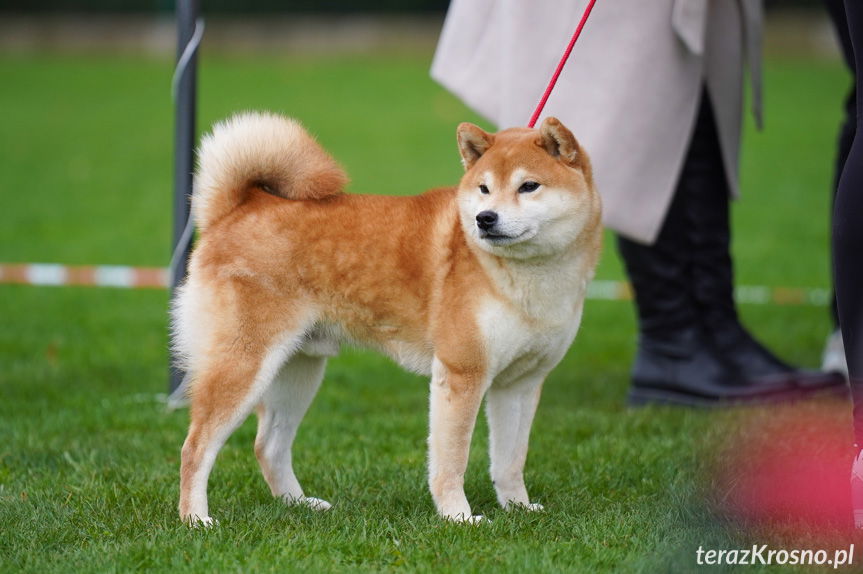 II Podkarpacka Wystawa Psów Myśliwskich w Krośnie [ZDJĘCIA]