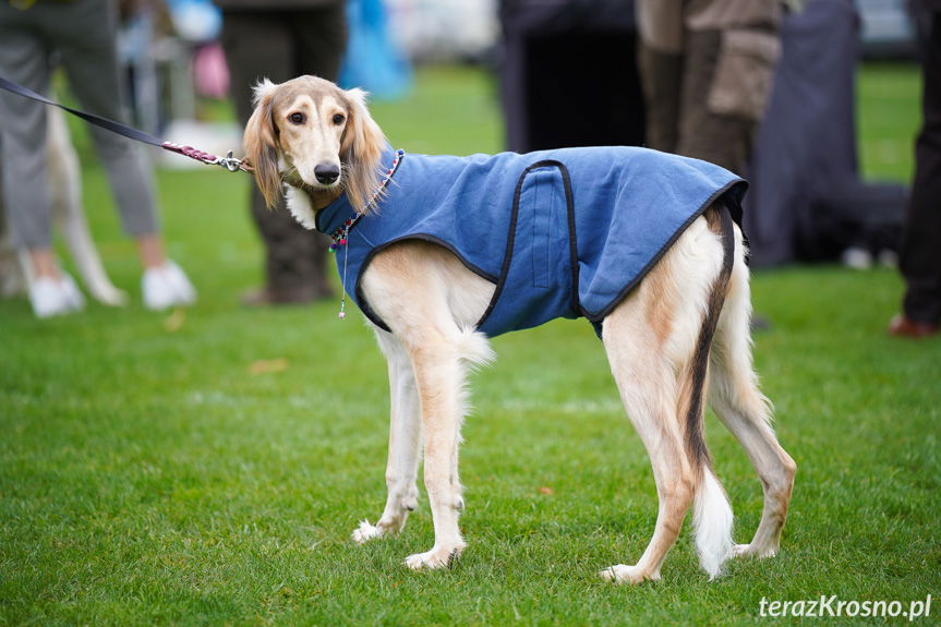 II Podkarpacka Wystawa Psów Myśliwskich w Krośnie [ZDJĘCIA]