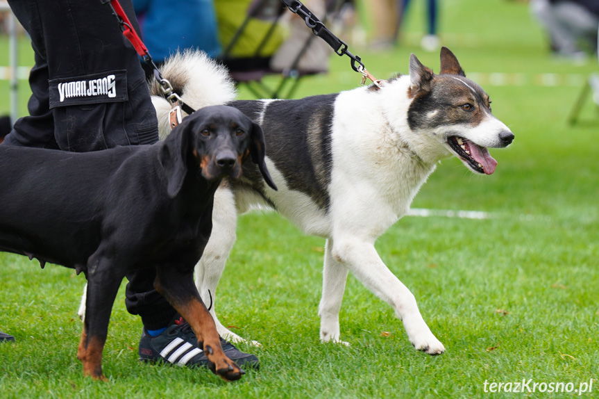 II Podkarpacka Wystawa Psów Myśliwskich w Krośnie [ZDJĘCIA]