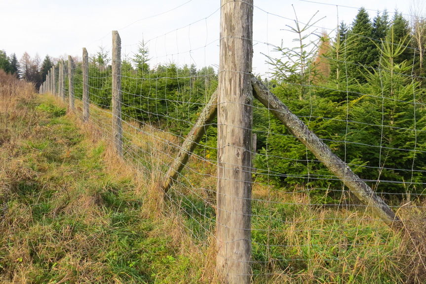 Trwa "malowanie lasu"