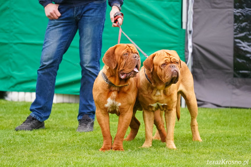 wystawa psów w Krośnie