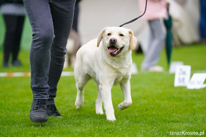 XXXVII Podkarpacka Wystawa Psów Rasowych