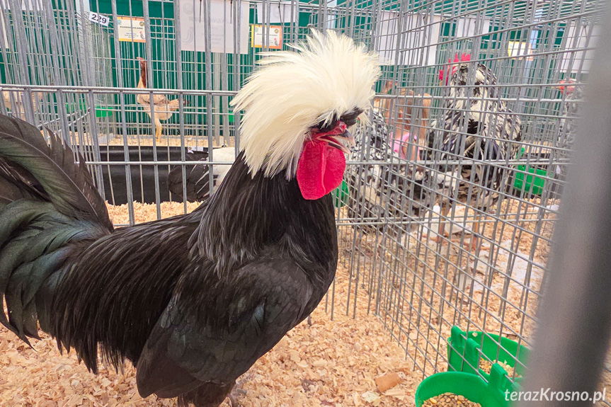 Dni Otwartych Drzwi w Boguchwale - rolnicze święto Podkarpacia [ZDJĘCIA]