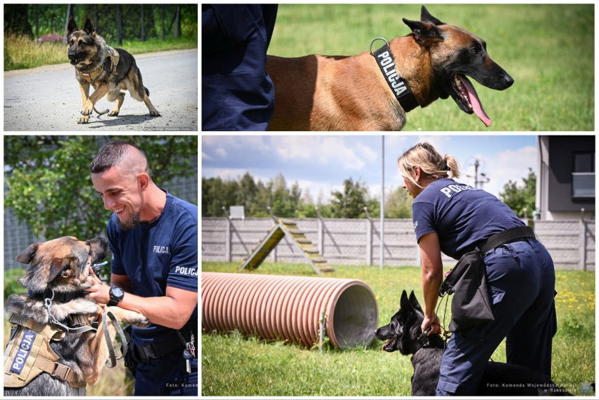 Sadiko, Lingwa i Olimpia. Poznaj bohaterów policyjnych eliminacji