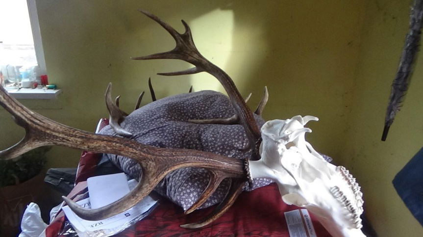 Kłusownik w rękach policji