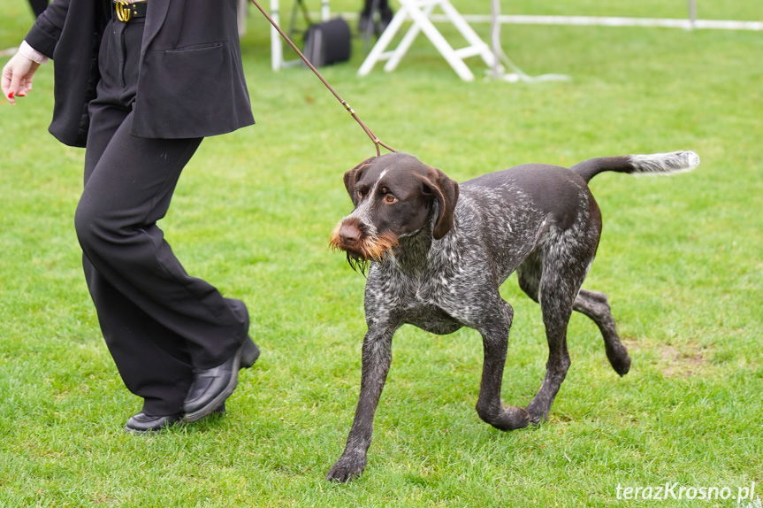 II Podkarpacka Wystawa Psów Myśliwskich w Krośnie [ZDJĘCIA]