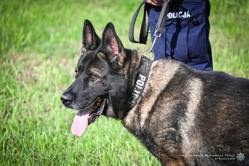 Policyjne owczarki gotowe do dalszej służby