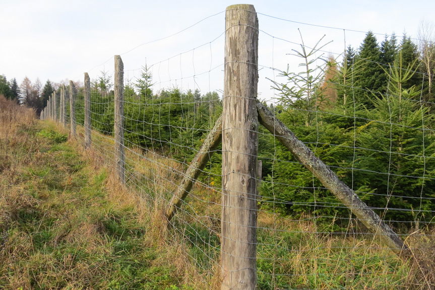 Trwa "malowanie lasu"