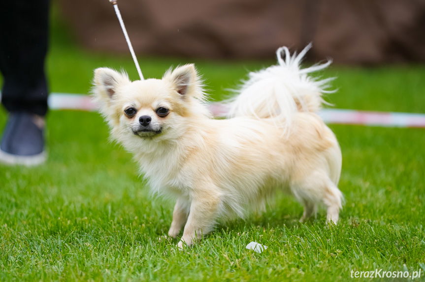 37 Podkarpacka Wystawa Psów Rasowych