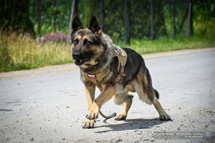Sadiko, Lingwa i Olimpia. Poznaj bohaterów policyjnych eliminacji