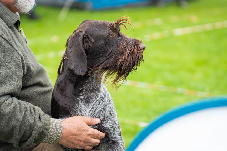 XXXIV Podkarpacka Wystawa Psów Rasowych [ZDJĘCIA]