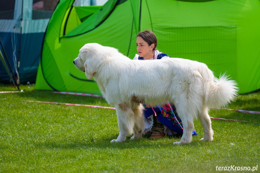 XXXIII Podkarpacka Wystawa Psów Rasowych w Krośnie [ZDJĘCIA]